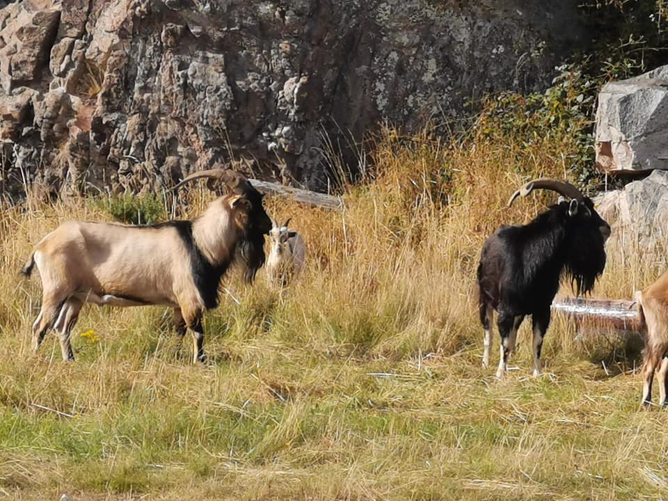 rogart goats