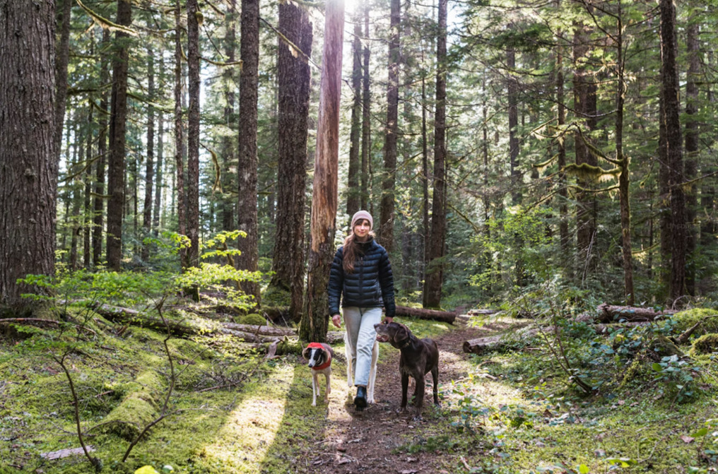 Luxury Dog-Friendly Cottages in the Scottish Highlands